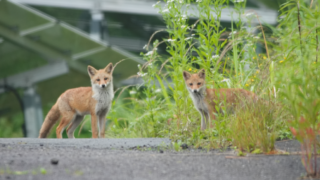 紅ているの初心者向けミラーレス一眼カメラ道場 | ミラーレス一眼カメラで動物を撮影する方法